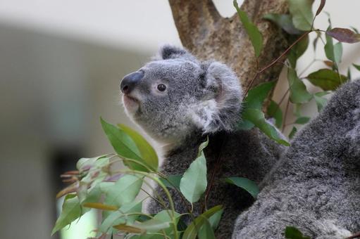 コアラが暮らしている動物園は日本で7ヶ所