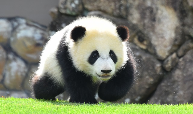 パンダを見られる動物園は日本で2ヶ所だけ！
